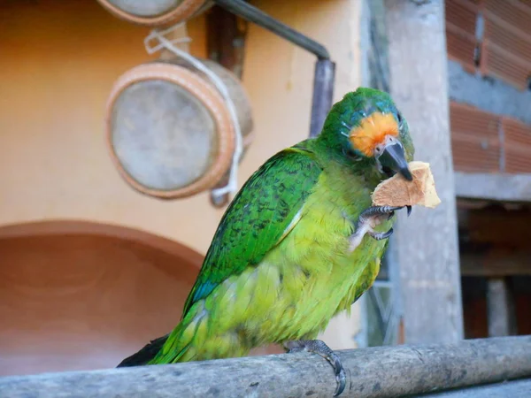 Pequeno Papagaio Verde Brasil — Fotografia de Stock