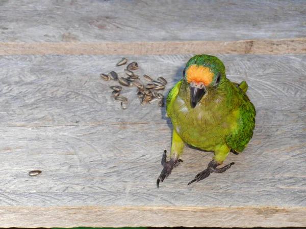 Pequeno Papagaio Verde Brasil — Fotografia de Stock