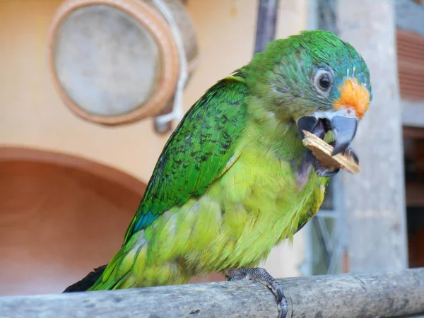 Pequeno Papagaio Verde Brasil — Fotografia de Stock