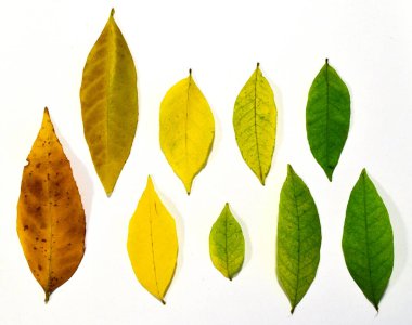 Sonbaharda bir ağacın yapraklarının dönüşümü