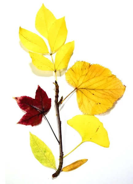 Verscheidenheid Van Herfstbladeren — Stockfoto