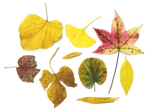 Verscheidenheid Van Herfstbladeren — Stockfoto