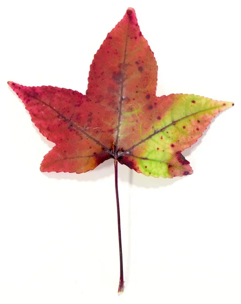 Sweetgum Bladeren Herfst — Stockfoto