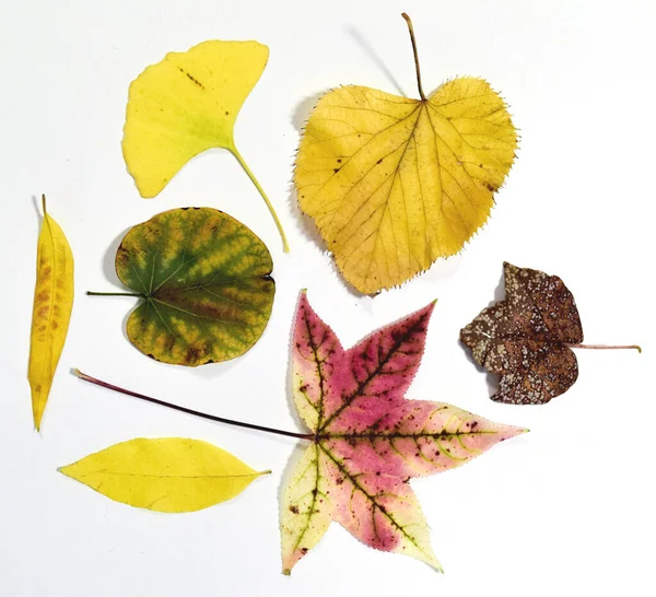Season Year Autumn — Stock Photo, Image