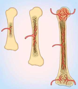Bone growth and formation of blood cells clipart