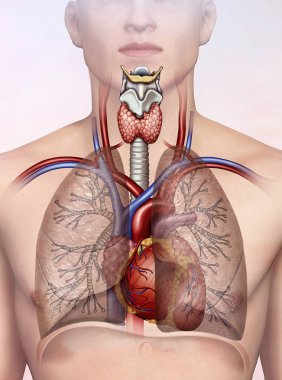 Human respiratory cardio system clipart