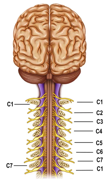 Vertèbres et nerfs plexus cervical — Photo