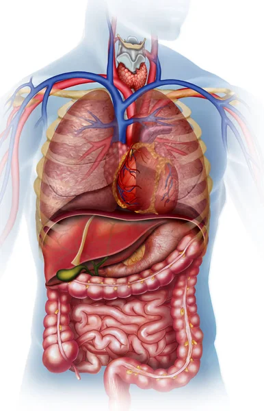 Ilustración anatómica del cuerpo humano — Foto de Stock