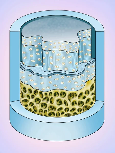 Struktur struktur av fibröst brosk — Stockfoto