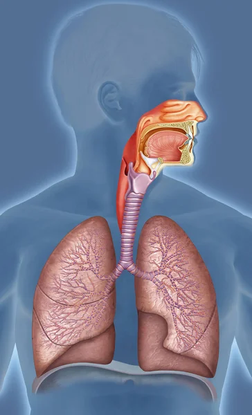 Εικονογράφηση ανθρώπινου αναπνευστικού συστήματος — Φωτογραφία Αρχείου