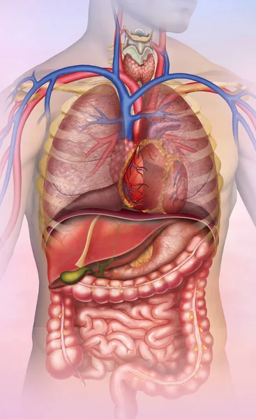 Anatomia do tronco humano Imagem De Stock