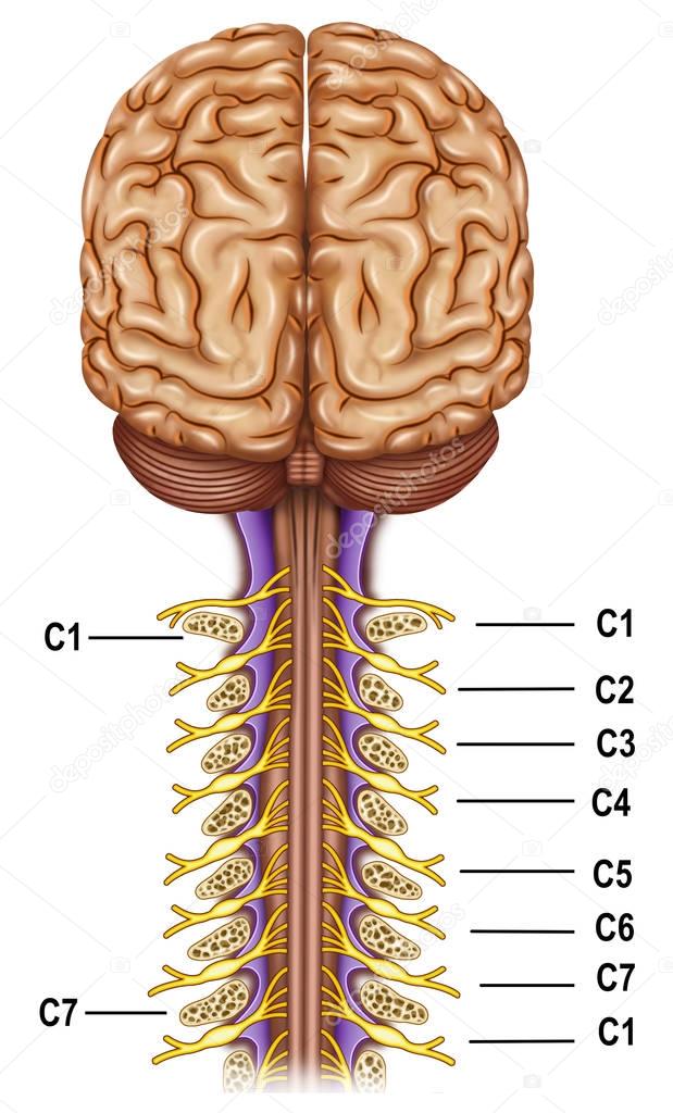Vertebrae and nerves cervical plexus