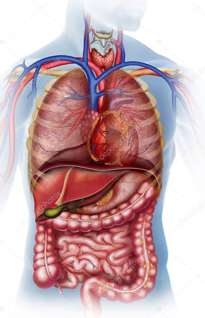 Anatomische afbeelding van het menselijk lichaam — Stockfoto © Alexilus