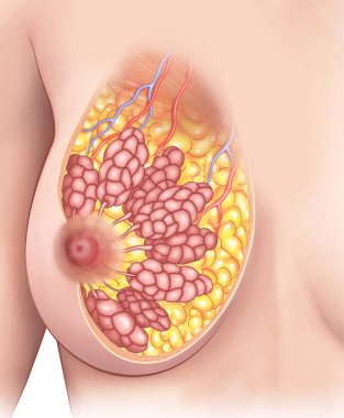 Kadın göğüsleri fizyolojisi.