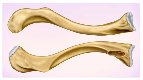 Illustration of the human clavicle — Stock Photo, Image