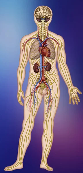 Illustration of the nervous and circulatory systems of the human body