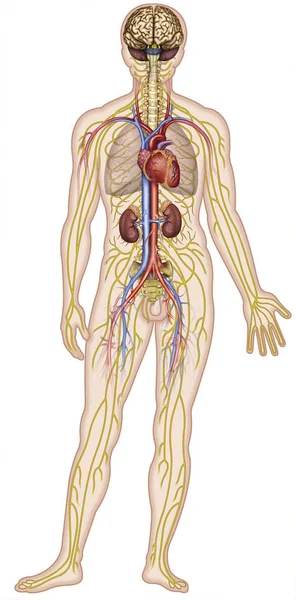 Ilustración de los sistemas nervioso y circulatorio del cuerpo humano — Foto de Stock
