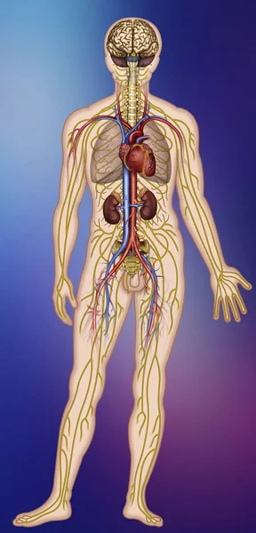 Ilustração dos sistemas nervoso e circulatório do corpo humano Fotografia De Stock