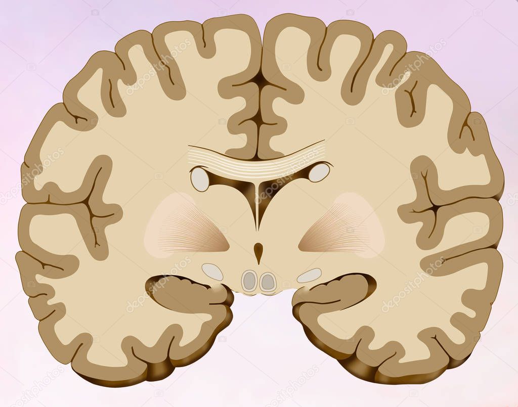 Coronal cut of the human brain in which we can see the brain composed of two halves, one right and one left, in this illustration we can distinguish the main commissure that unites both hemispheres