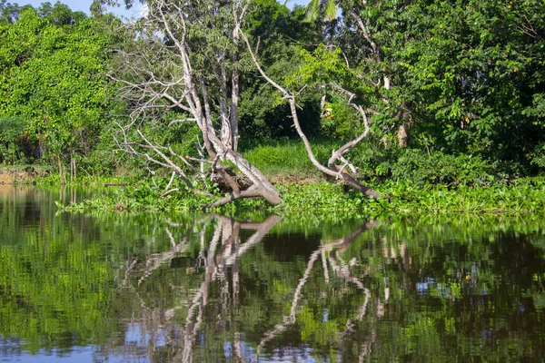 Ursprungsbefolkning Belägen Vid Flod Orinoco Delta Venezuela — Stockfoto