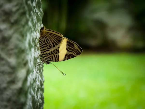Ein Schmetterling Auf Einer Gartenmauer — Stockfoto
