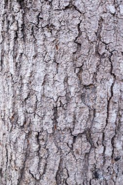 Eski bir ağaç gövdesinin doku ayrıntıları.