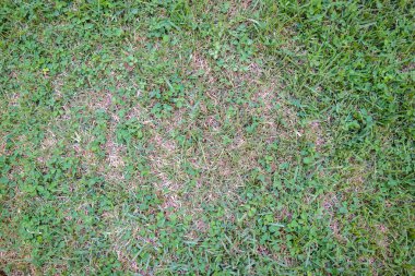 Yeşil kısımları ve kuru kısımları olan çimen yüzeyinin ayrıntılı dokusu