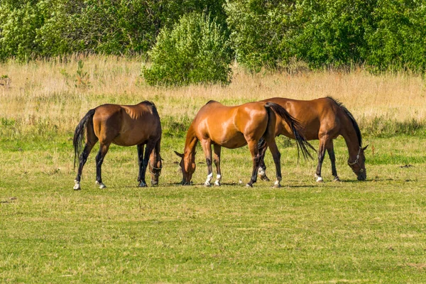 Vackra hästar äter gräs på fältet på den gamla gården n — Stockfoto