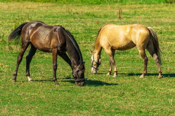 Vackra hästar äter gräs på fältet på den gamla gården n — Stockfoto