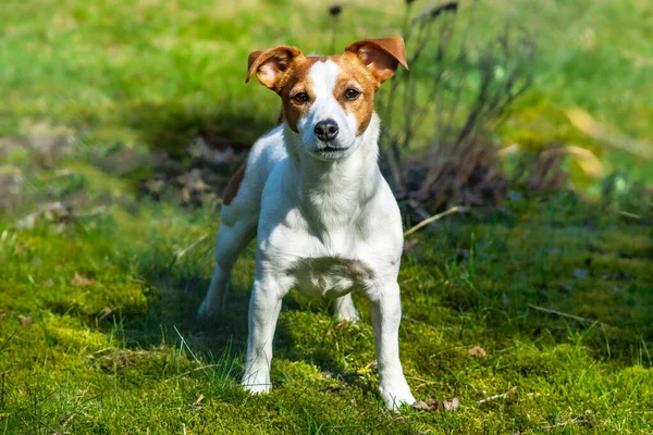 Jack Russell Terrier Zöld Mezőn Egy Régi Farmon — Stock Fotó