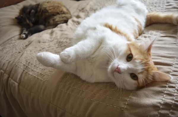 Young Cat Rolling on the Bed with Older Cat Avoiding It