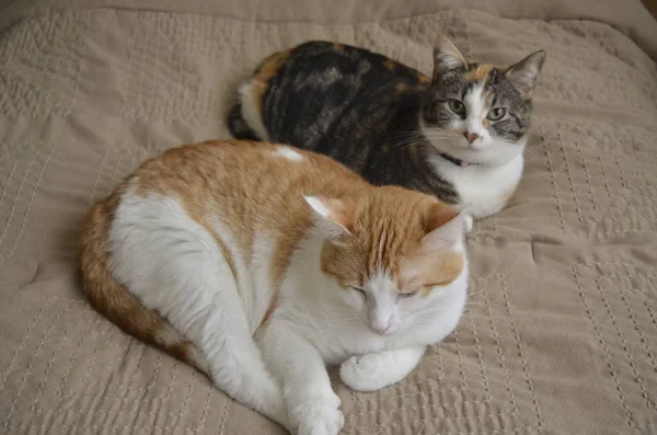 Dvě Kočky Ležící Společně Posteli Opálenou Přikrývkou — Stock fotografie