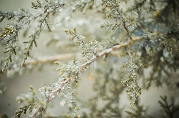 Wazige Cederboom Naalden Winter Bedekt Met Ijs — Stockfoto