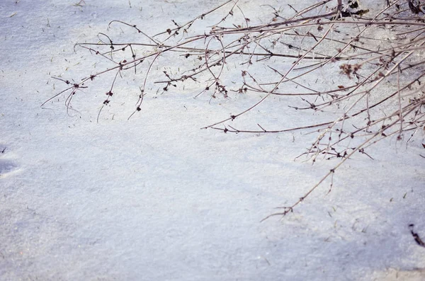 Mooie Gedroogde Plant Winter Sneeuw — Stockfoto