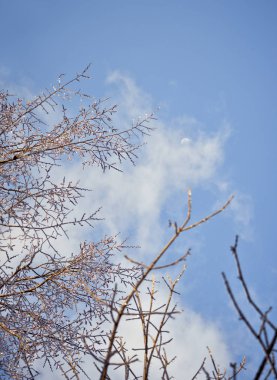 Mavi Gündüz Gökyüzünde Ay ve Bulutlu Kış Ağacı Dalları
