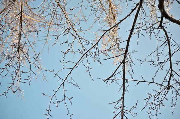 Aqua Sky Arkaplanı 'nda Kış Ağacı Dalları Deseni