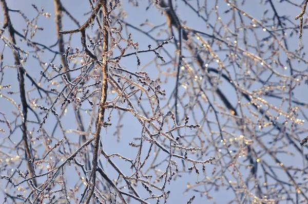 Ледяные Ветви Деревьев Голубым Небом — стоковое фото