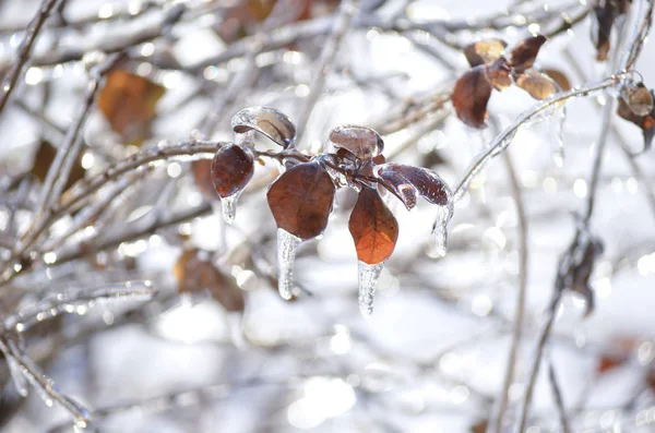 Brown Leaves Covered Ice Winter — 스톡 사진