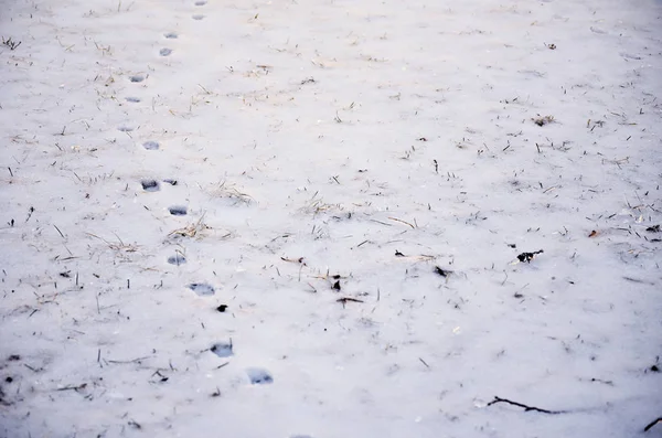 Zvířecí Stopy Sněhu Zimní — Stock fotografie