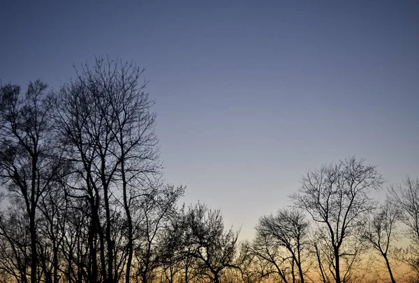 Treetops at dawn or dusk background
