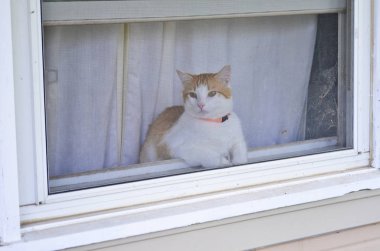 Pencereden dışarı bakan Turuncu Yakalı Kedi