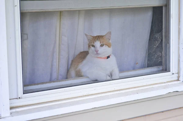 Cat Orange Collar Looking Out Screen Window — Stock fotografie