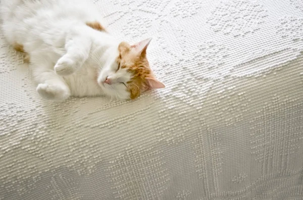 Turuncu ve Beyaz Kedi Örtülü Örtüde Kestiriyor
