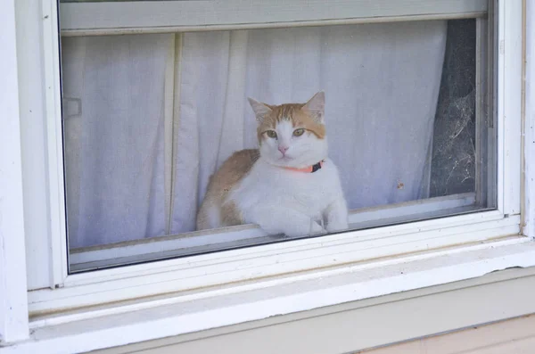 주황색 칼라를 고양이가 창밖을 내다보고 스톡 사진