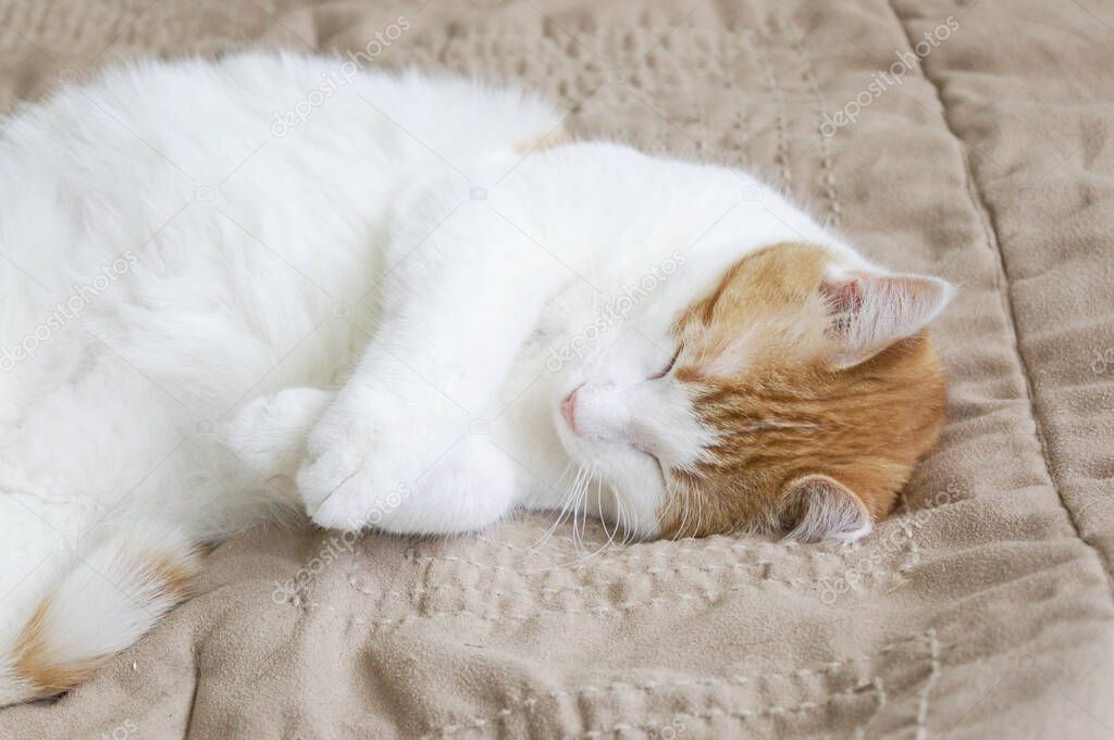 Cute Orange and White Cat Sleeping on a Tan Comforter