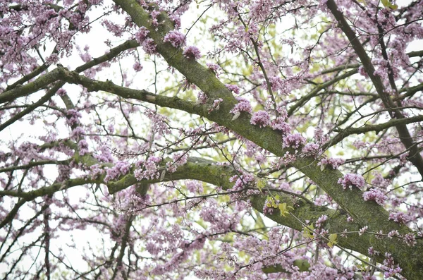 Eastern Redbud Tree Purple Flowers Spring — Stock Photo, Image