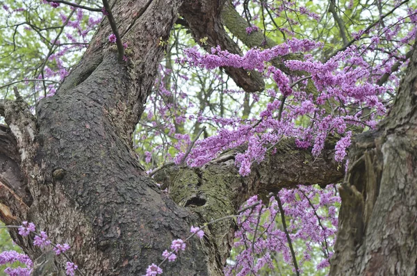 Gnarled Bagagliaio Maturo Redbud Tree Orientale Con Fiori Viola Primavera — Foto Stock