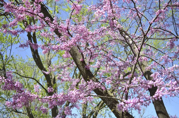 Frühlingsrotbudenbäume Vor Blauem Himmel — Stockfoto