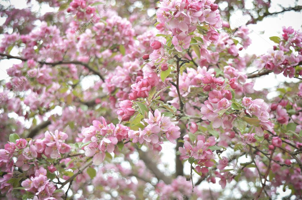 Flowering Apple Tree with Pink Blossoms in Spring