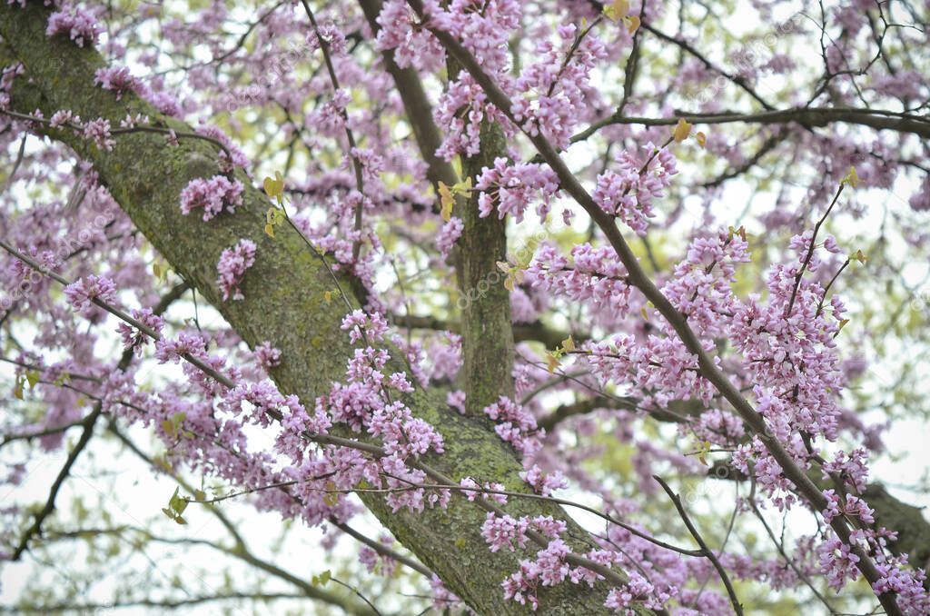 Eastern Redbud Tree  with Purple Flowers in Spring